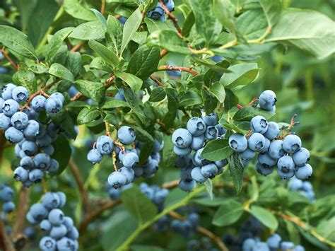 blueberry ash tree bunnings.